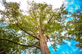 Why Choose Our Tree Removal Services in Linton, IN?